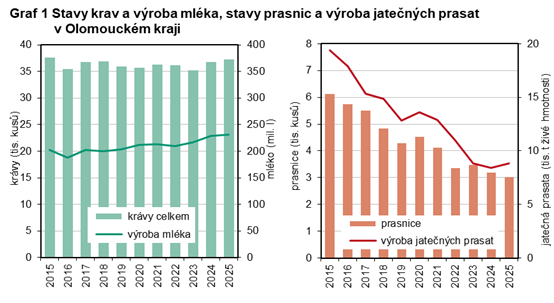 Graf 1 Stavy krav a výroba mléka, stavy prasnic a výroba jatečných prasat v Olomouckém kraji