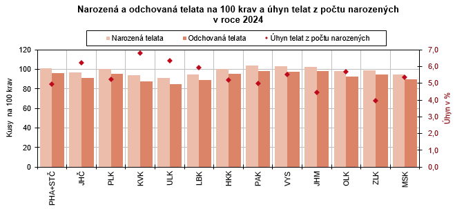 Graf: Narozená a odchovaná telata na 100 krav a úhyn telat z počtu narozených v roce 2024