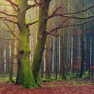 Intenzivní obnova lesů pokračuje